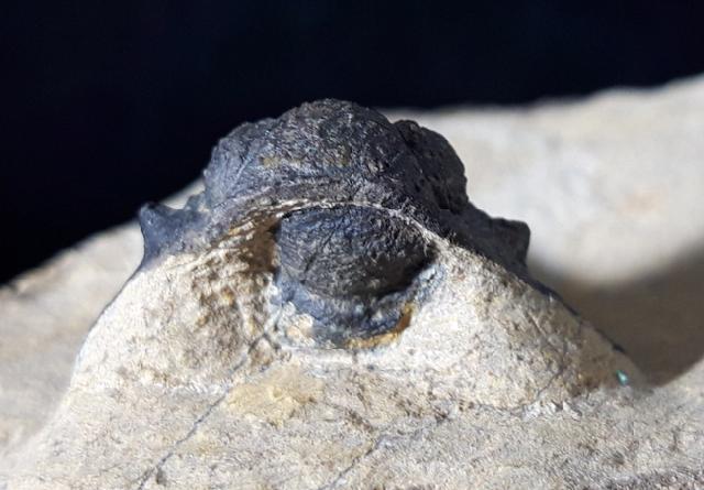 Acanthopyge (Lobopyge) bassei CHATTERTON & GIBB 2010 - Bild © FossNet FossilienStore